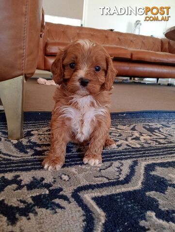 Red/white toy cavoodle, first Gen