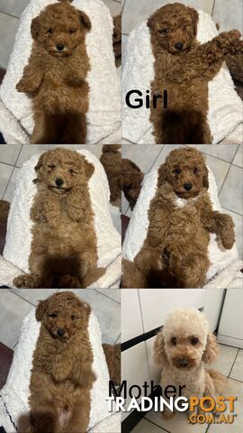 pure toy poodle for sale