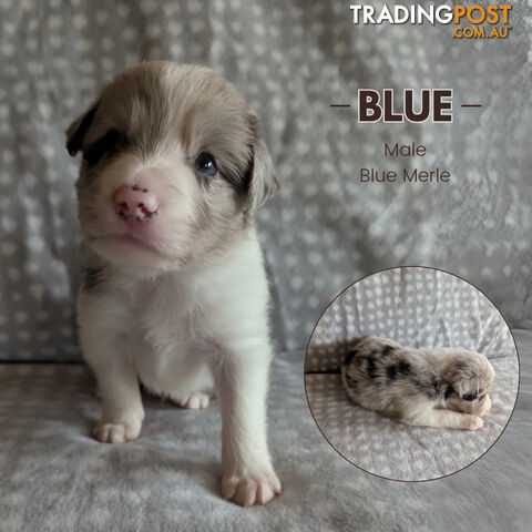 Karinya Breeders - Border Collie Pups