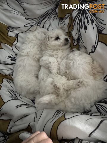 Bichon Frise