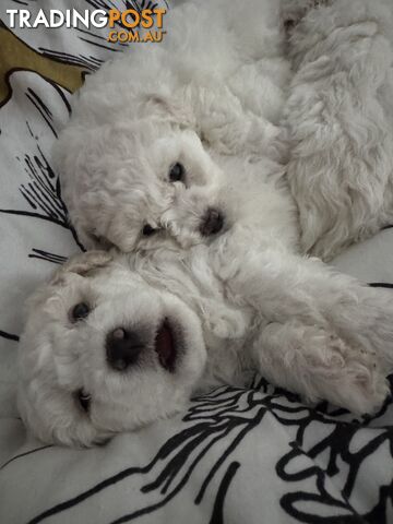 Bichon Frise