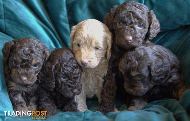 Purebred Miniature Poodle Puppies