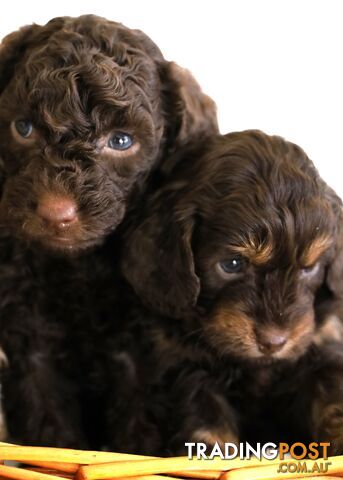 2x Male Purebred Miniature Poodle Puppies