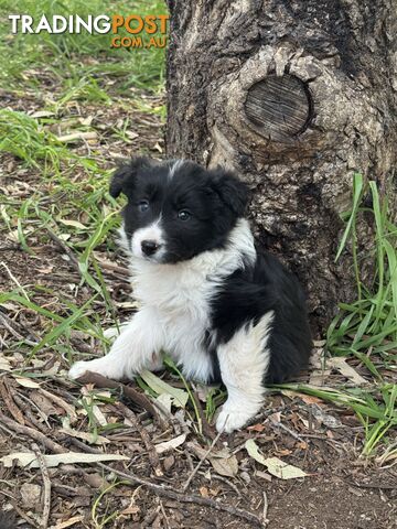 Purebred Border Collie Pups