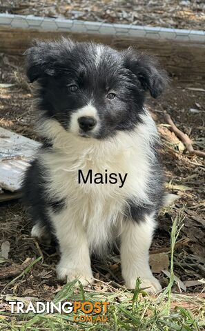 Purebred Border Collie Pups