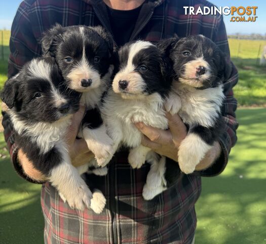 Purebred Border Collie Pups