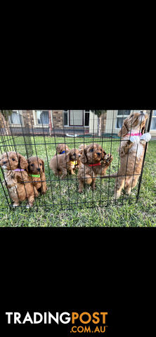 Toy Cavoodle Puppies DNA Clear