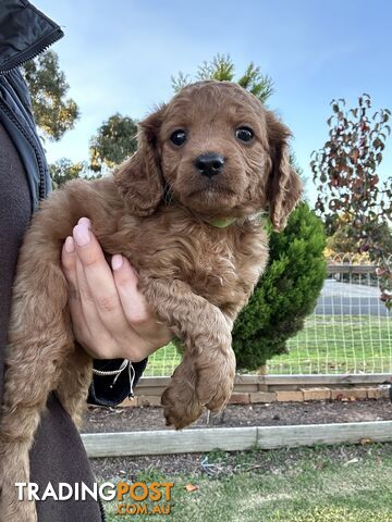 Toy Cavoodle Puppies DNA Clear