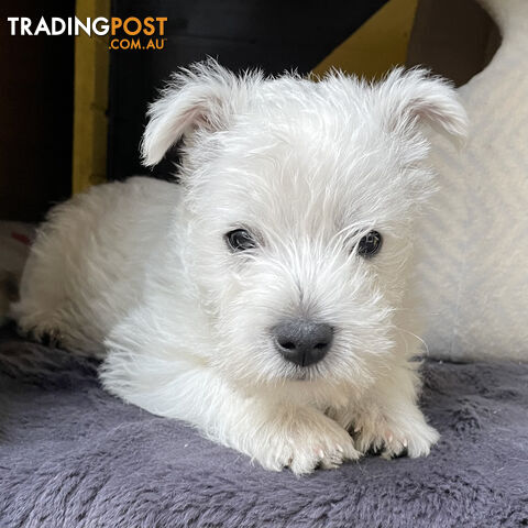 Purebred West Highland White Puppy – Ready for his Forever Home!