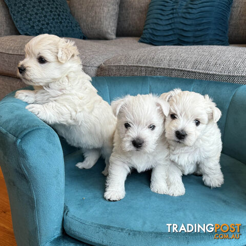 Purebred West Highland White Puppies – Ready for Their Forever Home!