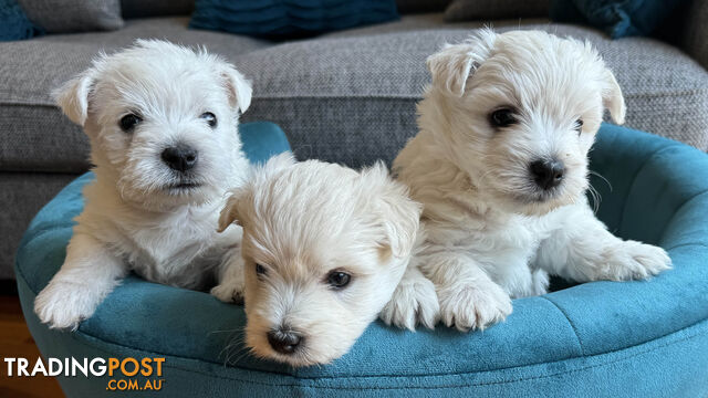 Purebred West Highland White Puppies – Ready for Their Forever Home!