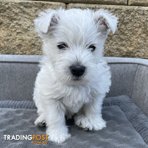 Purebred West Highland White Puppy – Ready for his Forever Home!