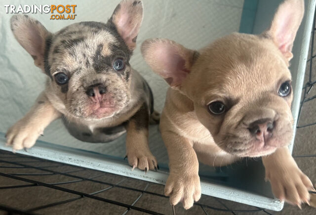 French bulldog pups pure bred ready now