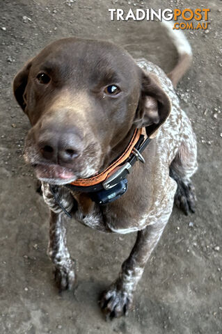 German short haired pointer