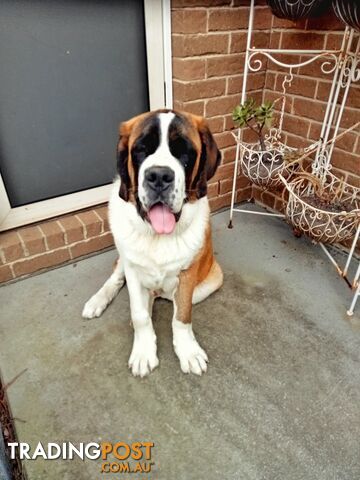 St Bernard