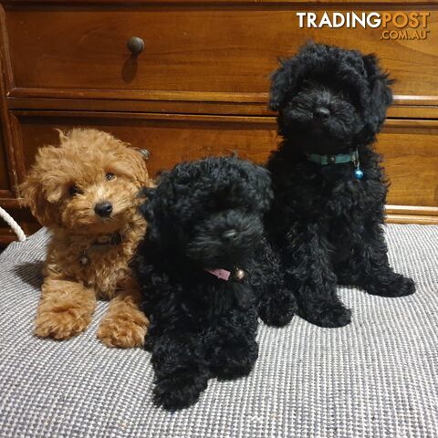 Meet Our 3 Gorgeous Female Puppies!