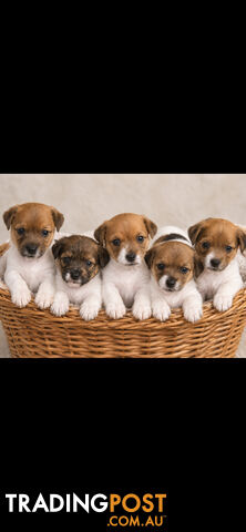 Jack Russell Purebred,Rough