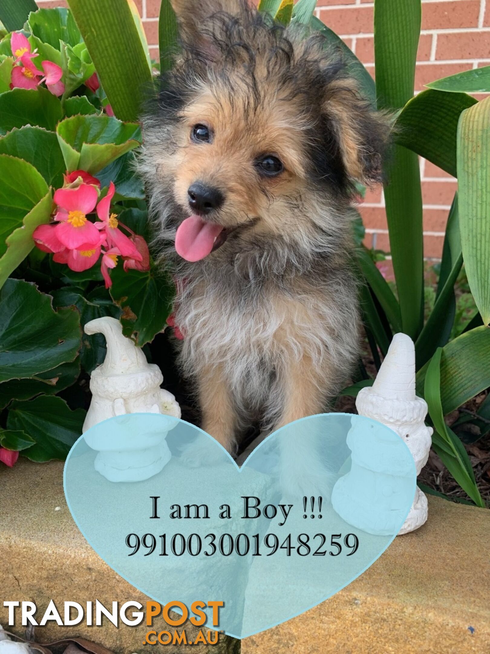 SALE!!! NEEDS TO GO FAST!!! Pomeranian Puppy For Sale in Greater Sydney