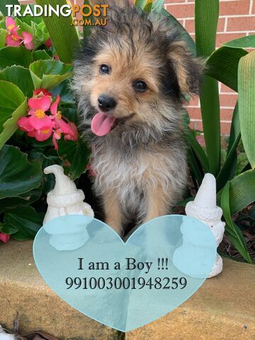 SALE!!! NEEDS TO GO FAST!!! Pomeranian Puppy For Sale in Greater Sydney