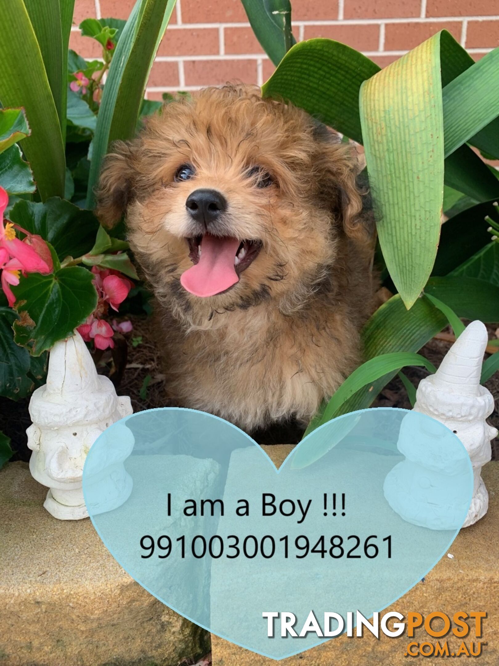 SALE!!! NEEDS TO GO FAST!!! Pomeranian Puppy For Sale in Greater Sydney