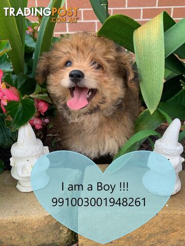 SALE!!! NEEDS TO GO FAST!!! Pomeranian Puppy For Sale in Greater Sydney