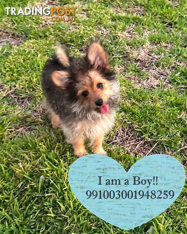 SALE!!! NEEDS TO GO FAST!!! Pomeranian Puppy For Sale in Greater Sydney