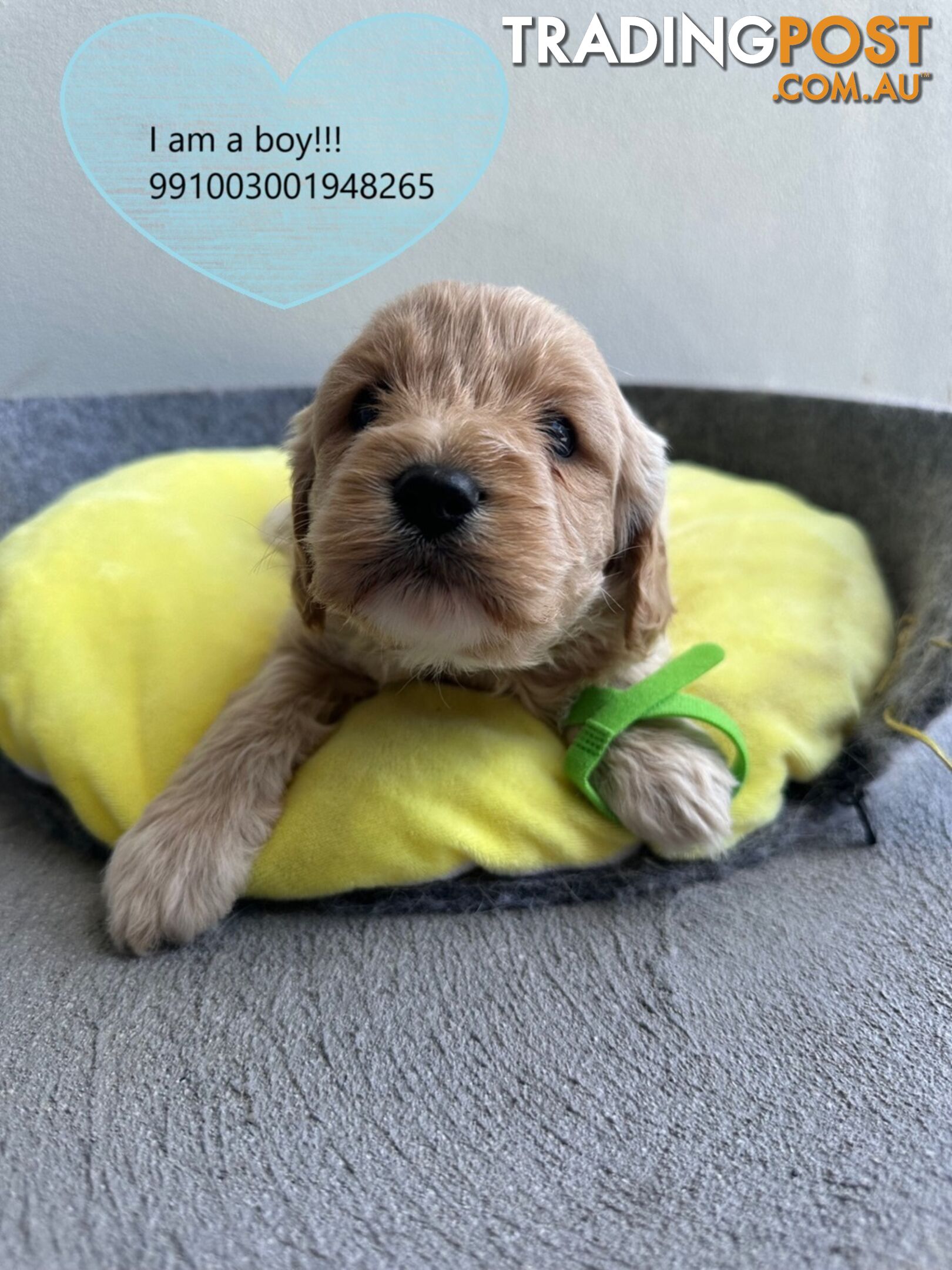 Cavoodle x Bichon Puppies for Sale in Western Sydney, Hills