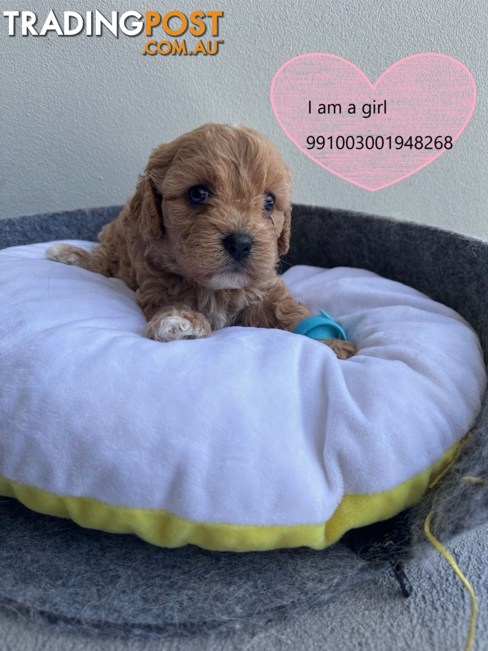 Cavoodle x Bichon Puppies for Sale in Western Sydney, Hills