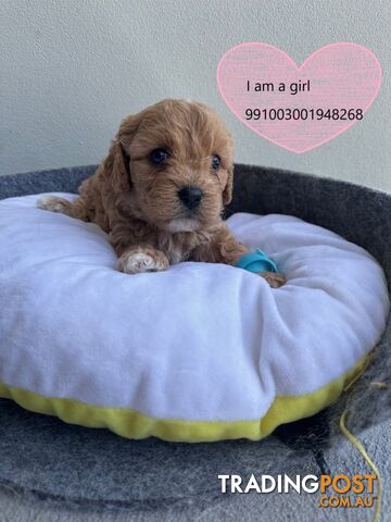 Cavoodle x Bichon Puppies for Sale in Western Sydney, Hills