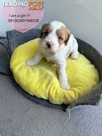 Cavoodle x Bichon Puppies for Sale in Western Sydney, Hills