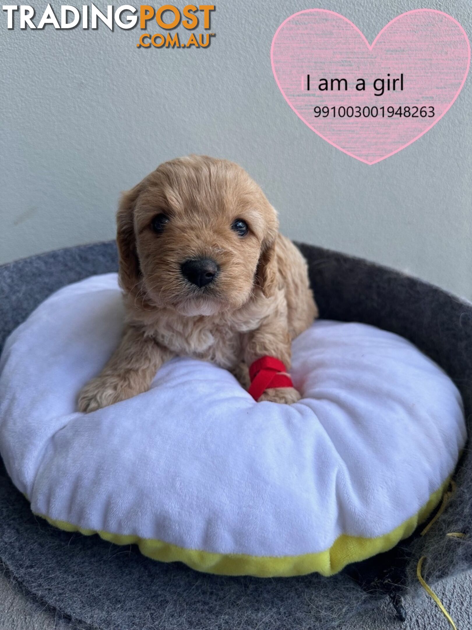 Cavoodle x Bichon Puppies for Sale in Western Sydney, Hills