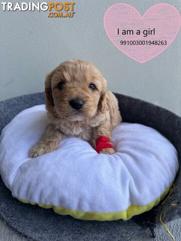 Cavoodle x Bichon Puppies for Sale in Western Sydney, Hills