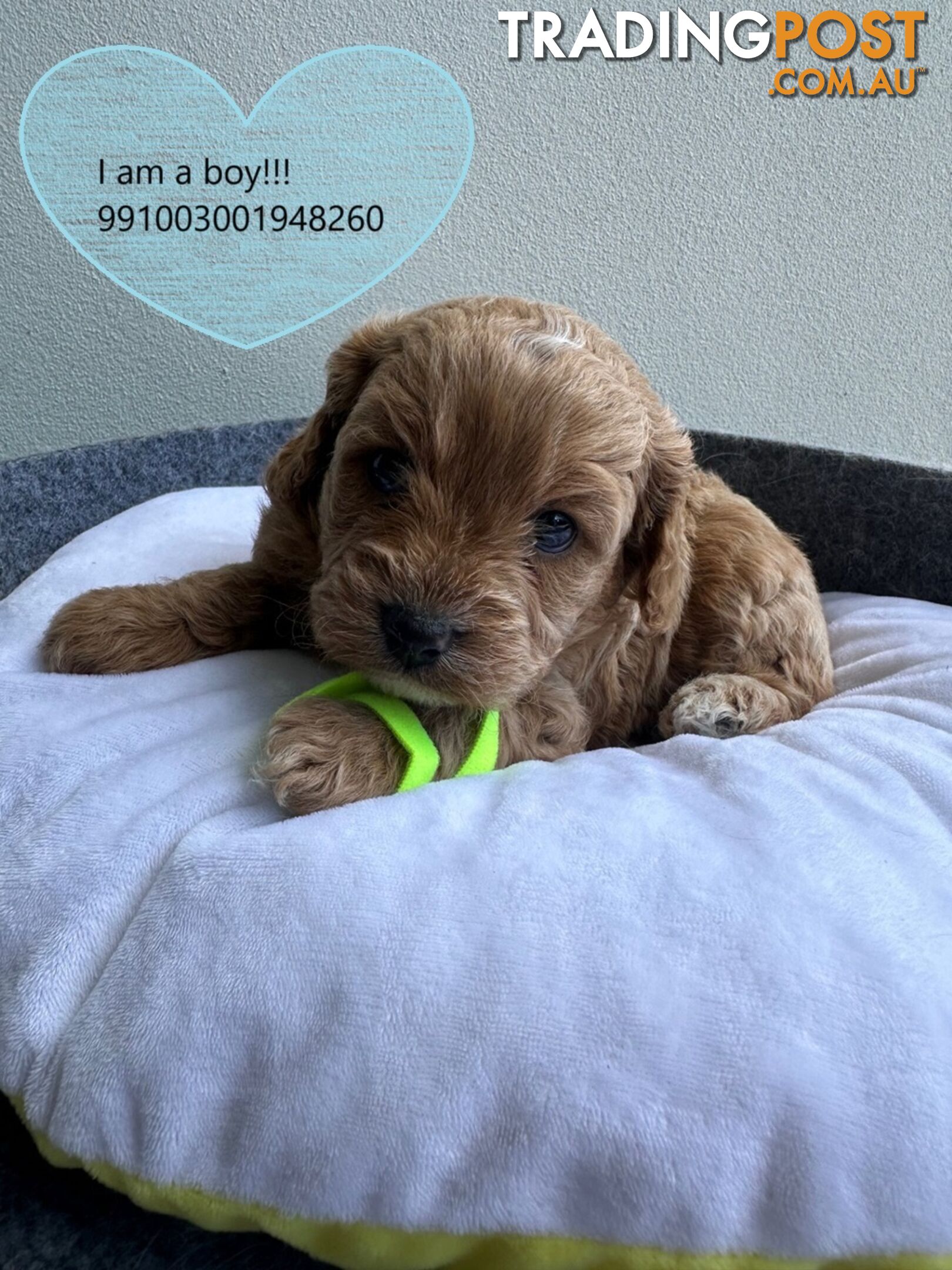 Cavoodle x Bichon Puppies for Sale in Western Sydney, Hills