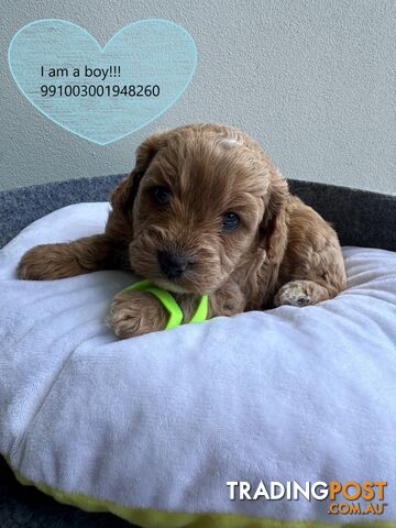 Cavoodle x Bichon Puppies for Sale in Western Sydney, Hills