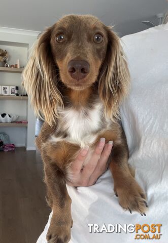 Long hair dapple dachshund