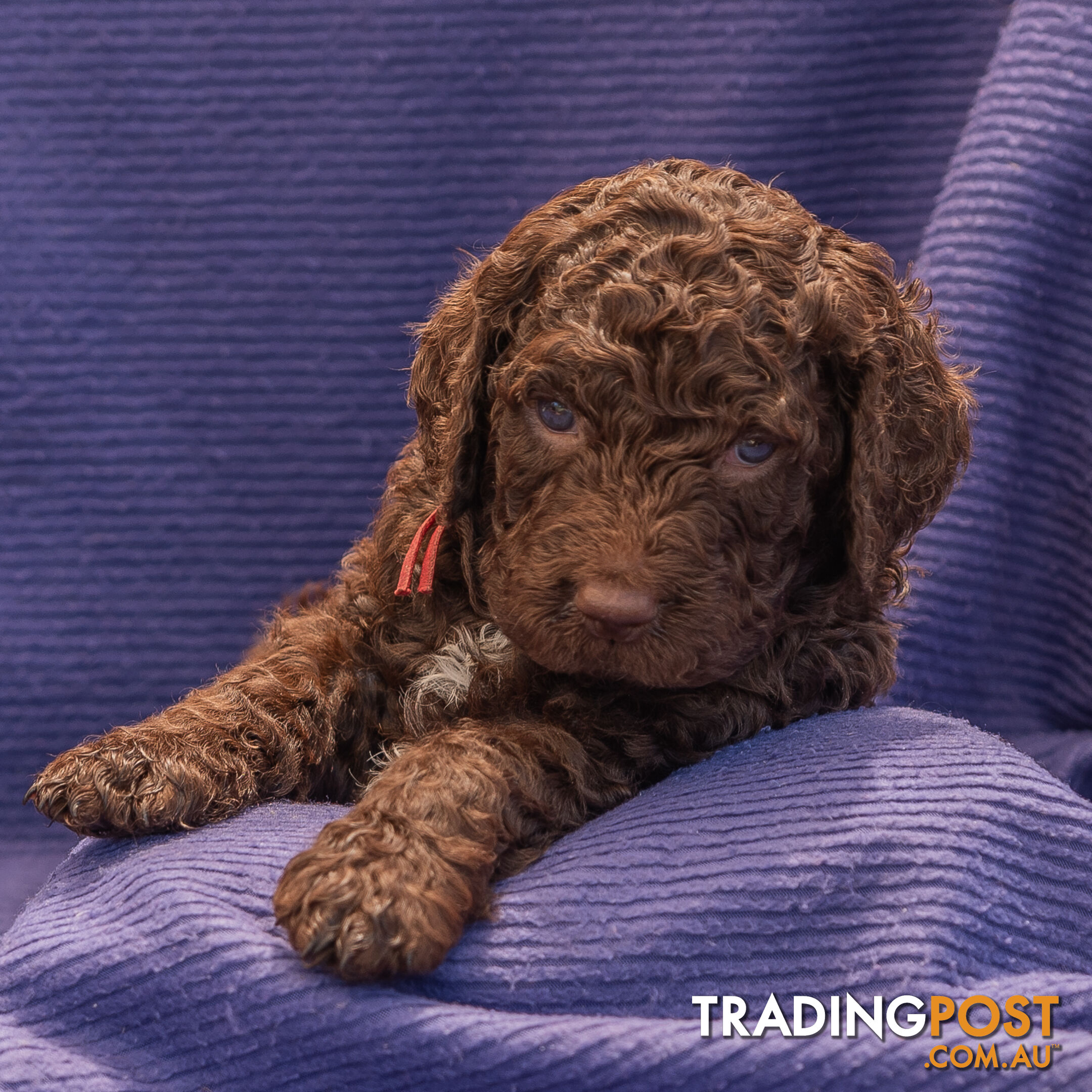 Murray River / Curly Coated Retriever X Poodle Puppies.