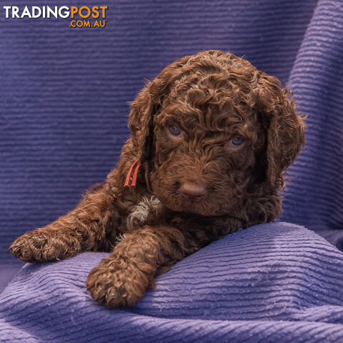 Murray River / Curly Coated Retriever X Poodle Puppies.