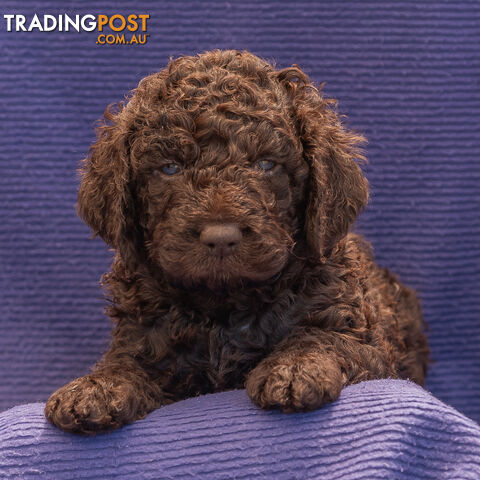 Murray River / Curly Coated Retriever X Poodle Puppies.