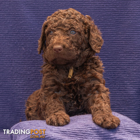 Murray River / Curly Coated Retriever X Poodle Puppies.