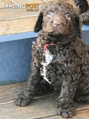 Murray River / Curly Coated Retriever X Poodle Puppies.