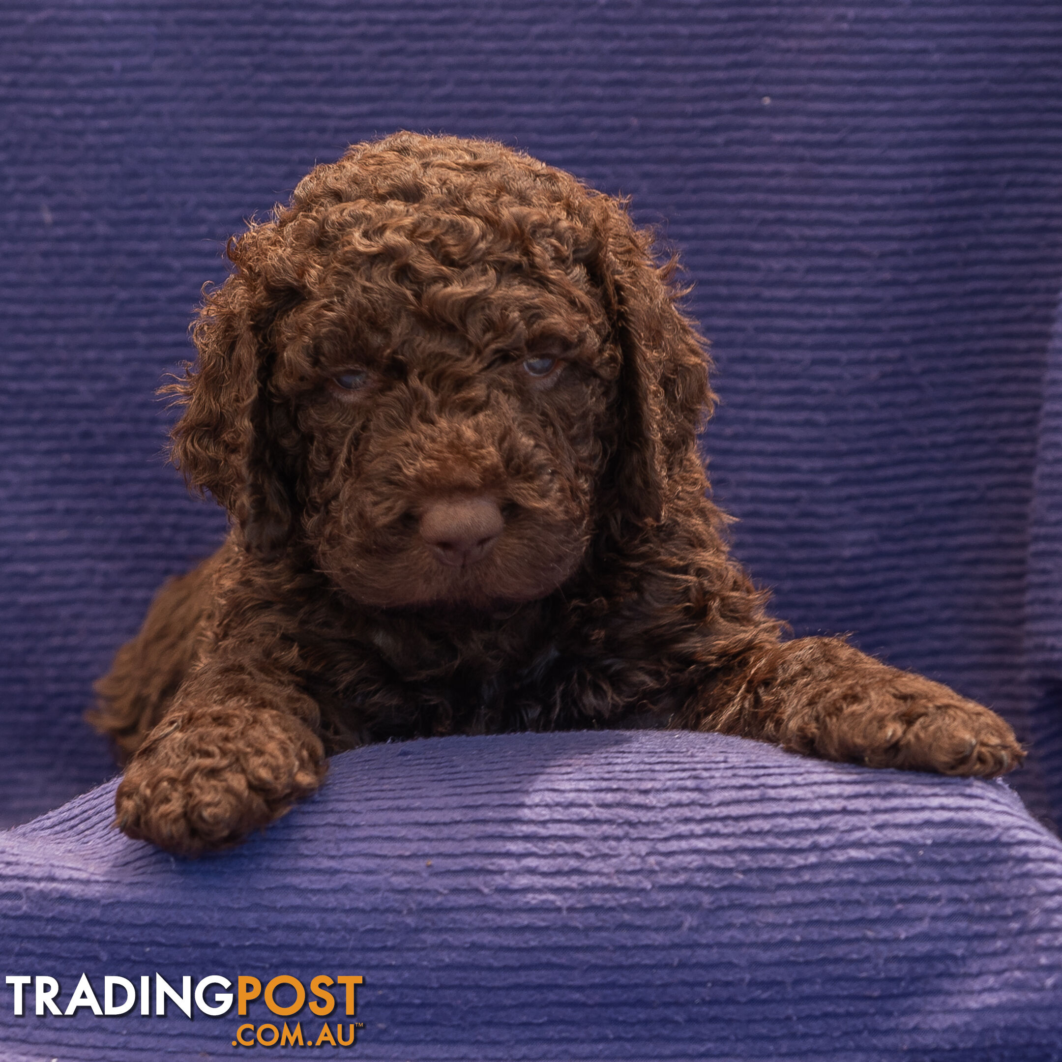 Murray River / Curly Coated Retriever X Poodle Puppies.