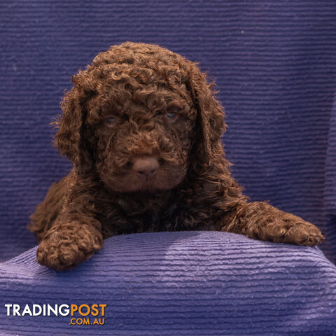 Murray River / Curly Coated Retriever X Poodle Puppies.