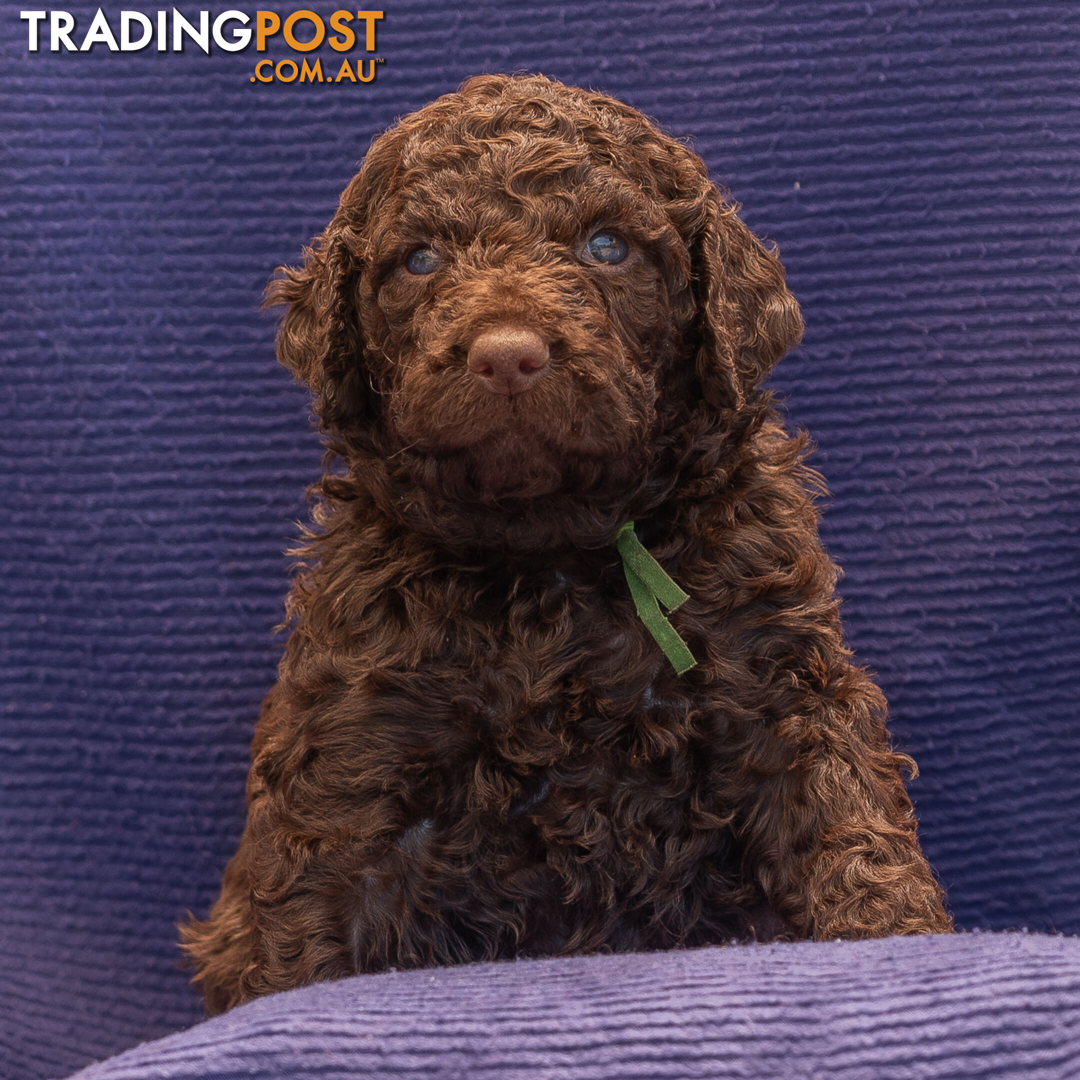 Murray River / Curly Coated Retriever X Poodle Puppies.