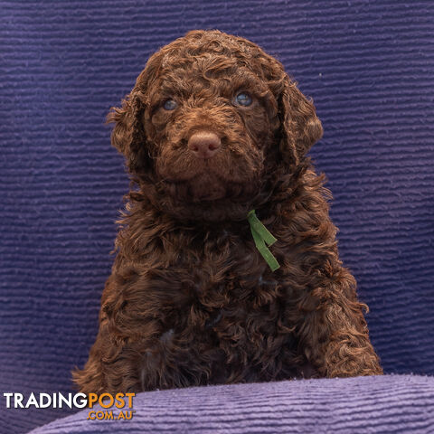 Murray River / Curly Coated Retriever X Poodle Puppies.