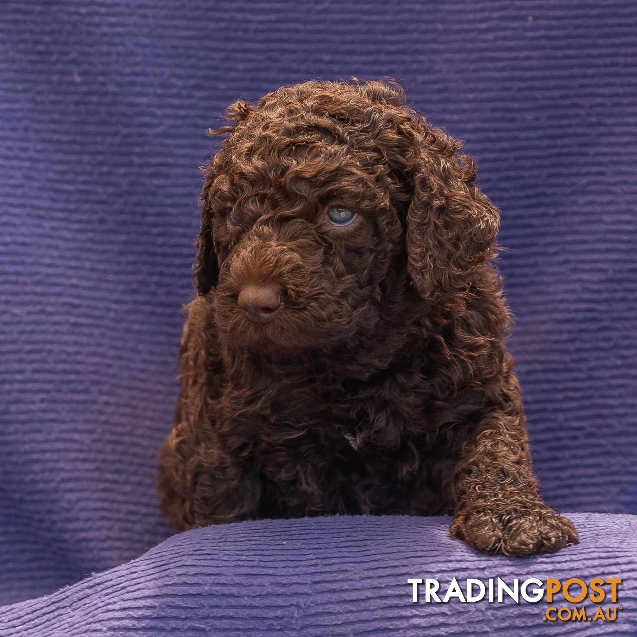 Murray River / Curly Coated Retriever X Poodle Puppies.