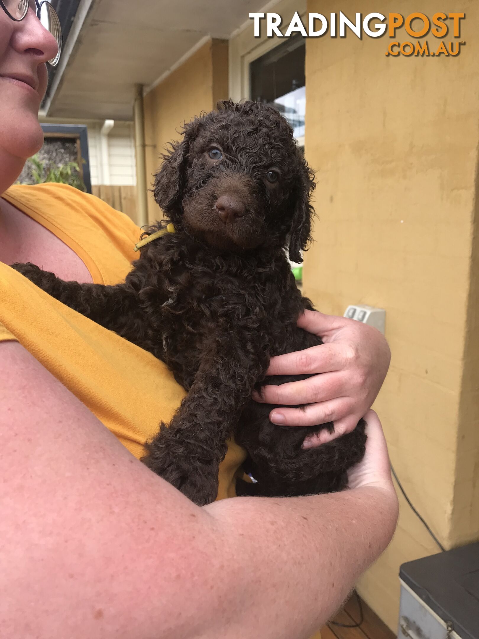 Murray River / Curly Coated Retriever X Poodle Puppies.