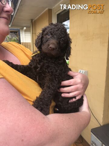 Murray River / Curly Coated Retriever X Poodle Puppies.