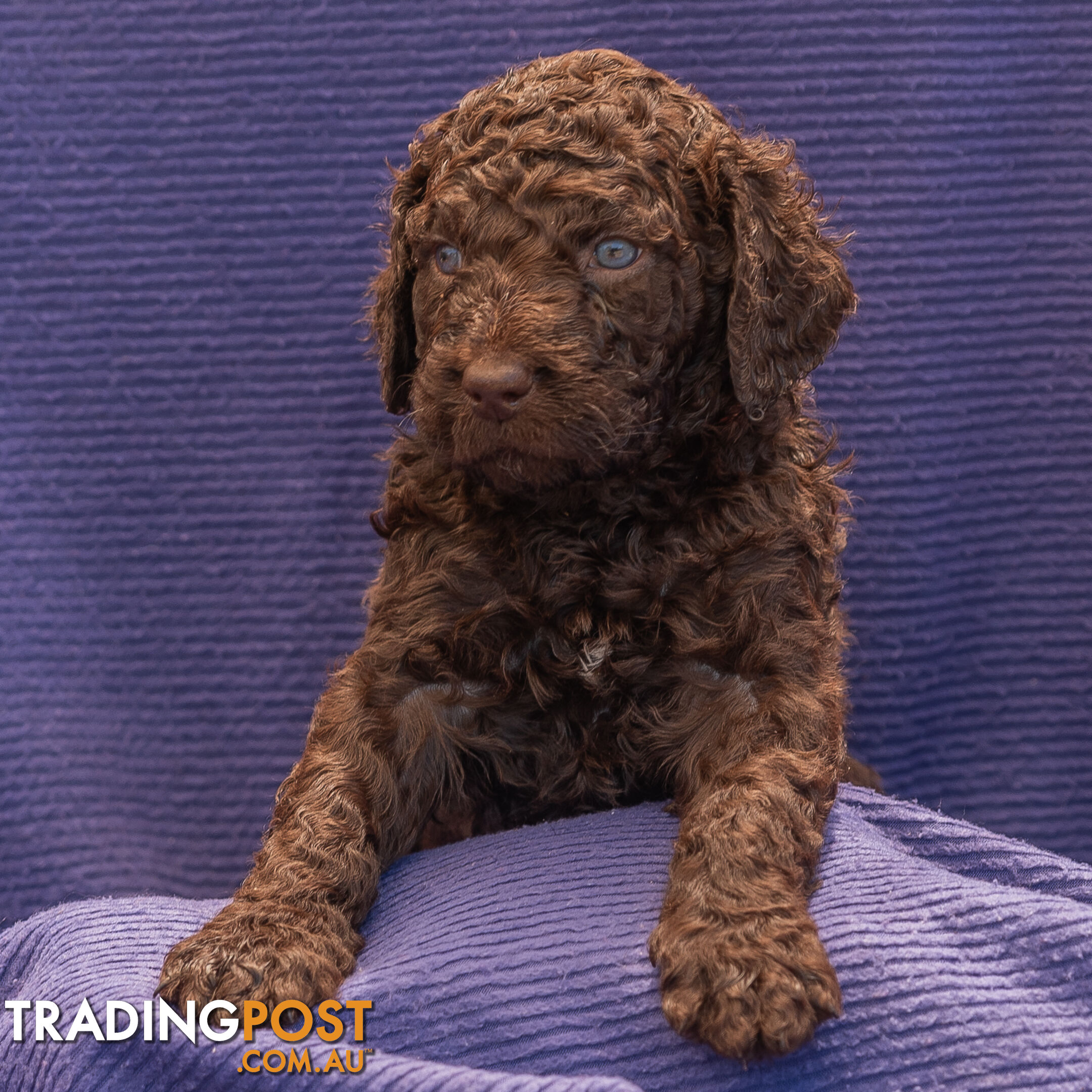 Murray River / Curly Coated Retriever X Poodle Puppies.