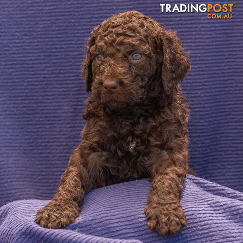 Murray River / Curly Coated Retriever X Poodle Puppies.