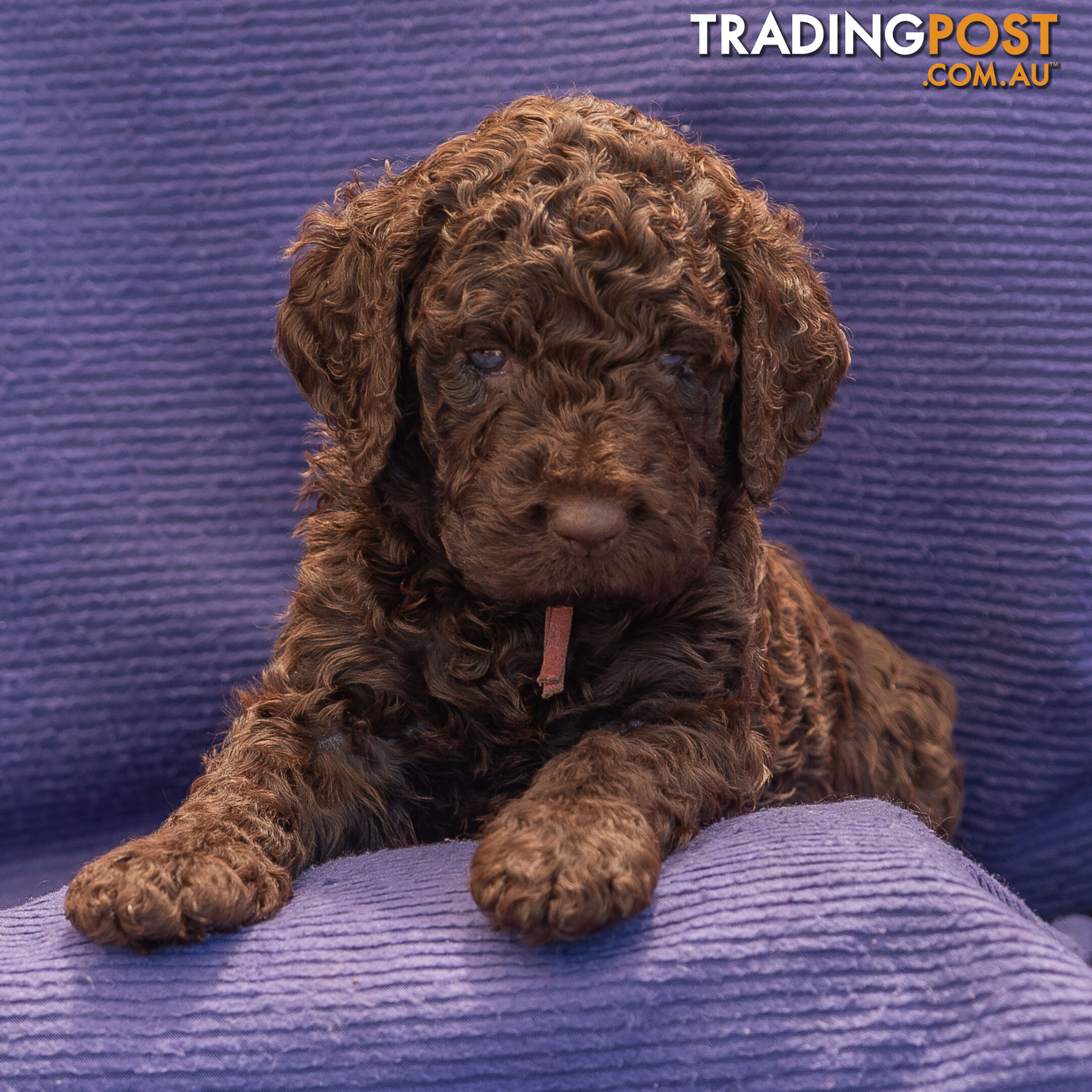 Murray River / Curly Coated Retriever X Poodle Puppies.